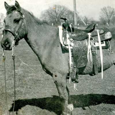 St. Johns Horse Auction
