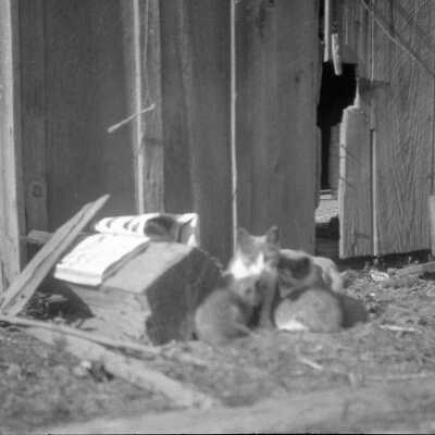 Shafley Cats