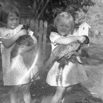 Shafley Pheasants