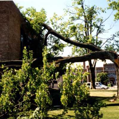 Tree down at courthouse in May 1998
