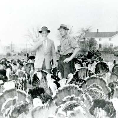 Howe Turkey Farm