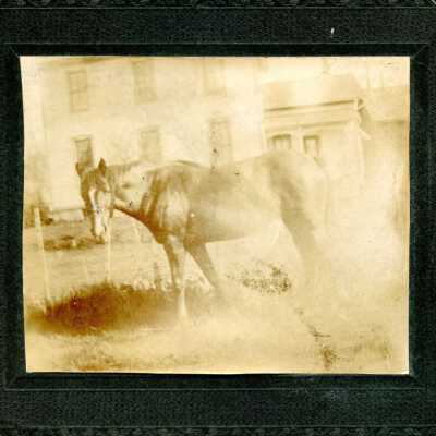Unidentified horse and house