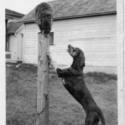 Dogs and Raccoon