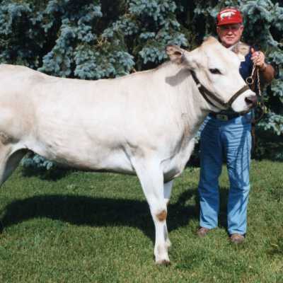 Piedmontese Cattle