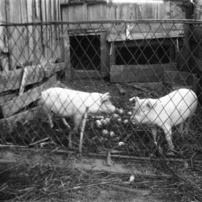 Shafley Animals