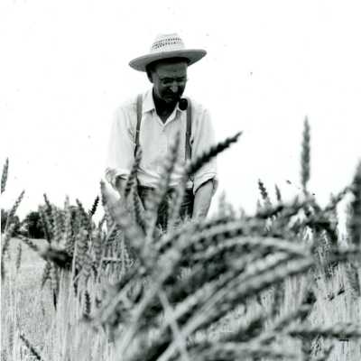 Wheat Field