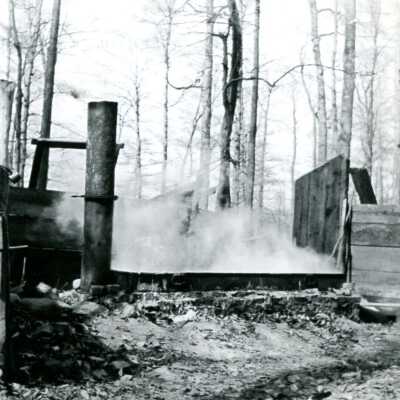 Sugar Bush