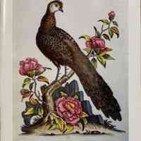Illustrated books 16th-20th century / W. Graham Arader III.