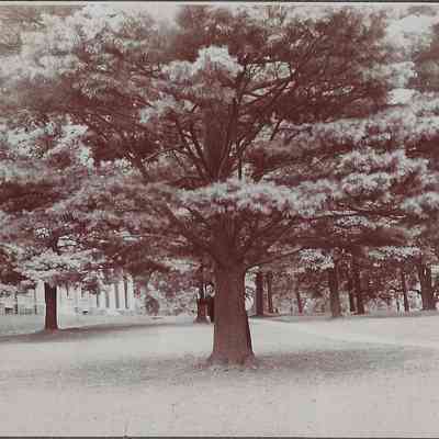 Local Families Picture Collection/Harrie Brown and May Hall on the campus grounds