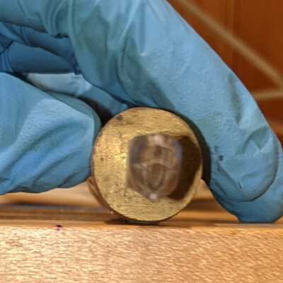 Grolier Acorn Face