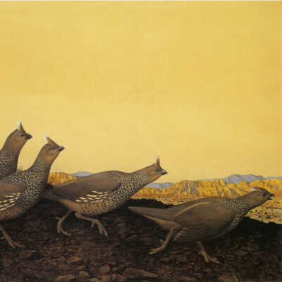 Scaled Quail