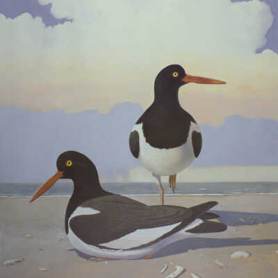 American Oystercatcher