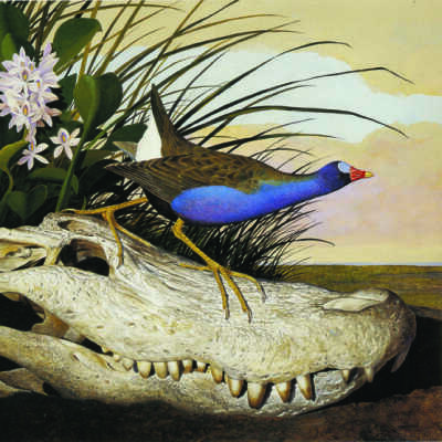 Purple Gallinule