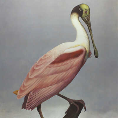 Roseate Spoonbill