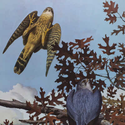 Pigeon Hawk