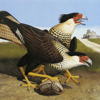 Crested Caracara