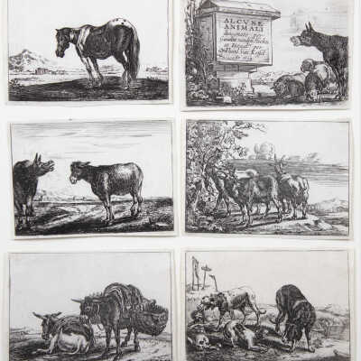 Animals