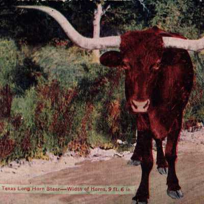 Texas Long Horn Steer