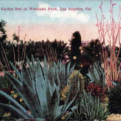 Cactus Bed in Westlake Park, Los Angeles, Cal