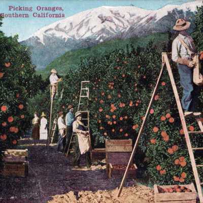 Picking Oranges, Southern California