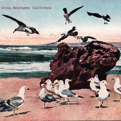 Sea Gulls, Southern California