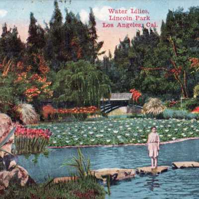 Water Lilies, Lincoln Park Los Angeles, Cal.