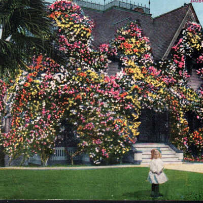 Rose Covered Home in Winter Southern California