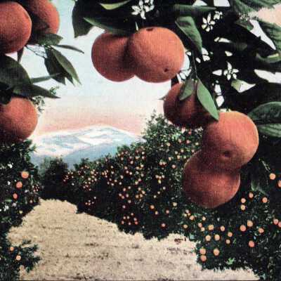 Orange Grove and Snowy Mountain