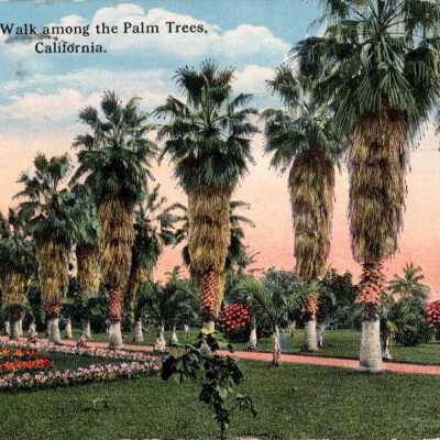 A Walk Among the Palm Trees, California