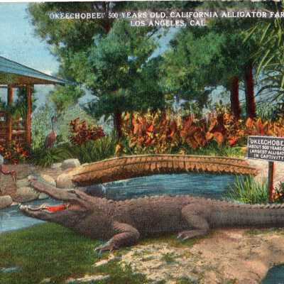 Okeechobee 500 Years Old, California Alligator Farm, Los Angeles, CA
