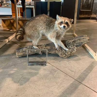Mounted Raccoon