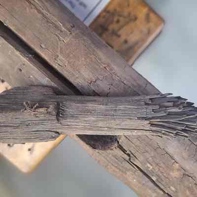 A log collar with spikes