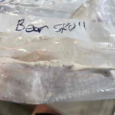 Bones - Bear Skull