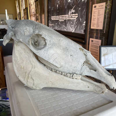 Horse Skull