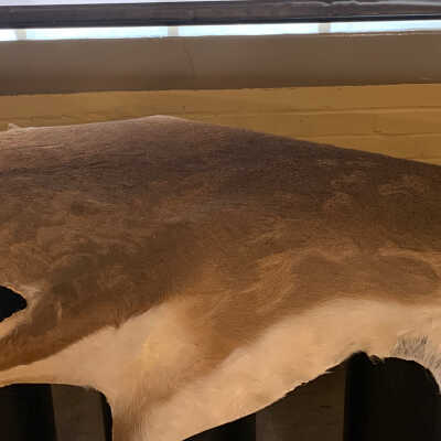 White Tail Deer Hide