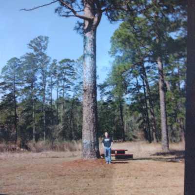 Photo of Long Leaf Pine Tree with unknown man
