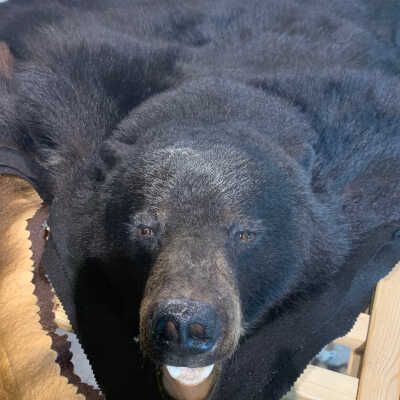 Two Black Bear Rugs