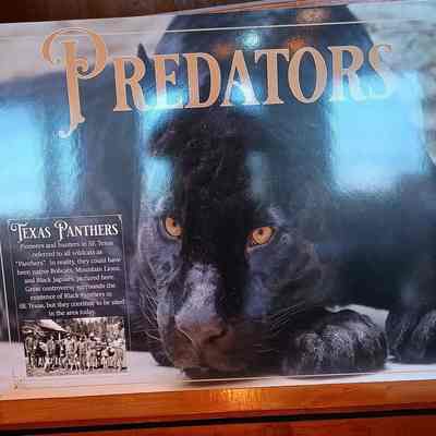 Predator poster