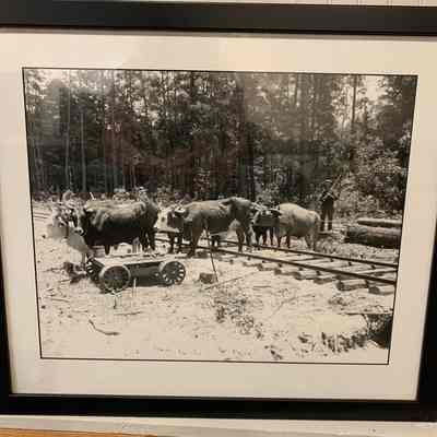 Framed Photo of T. Hinson, Driver of Bull Tram -Carter Lumber