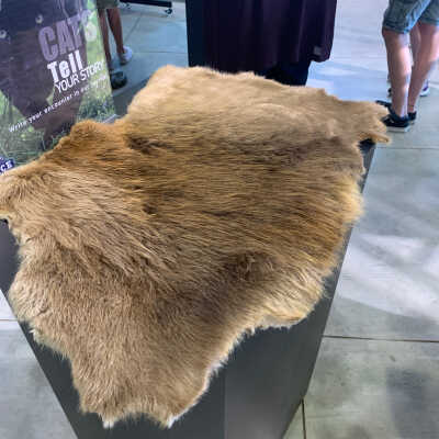 Beaver Hide