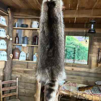 Raccoon Hide