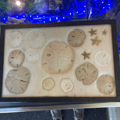Sanddollars