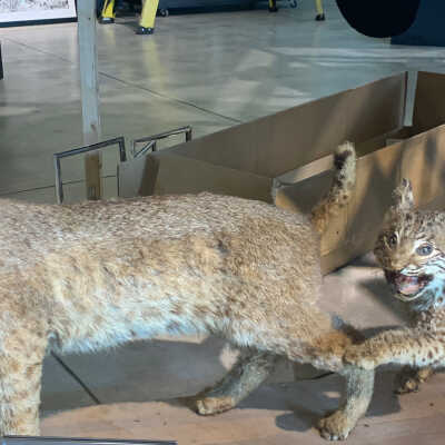 Mounted Bobcats