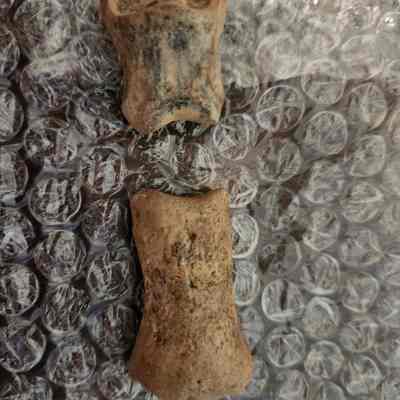 Bones thought to be Horse Phalange