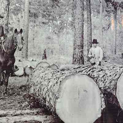 Photo of Logs, Man on Horse, and Logger