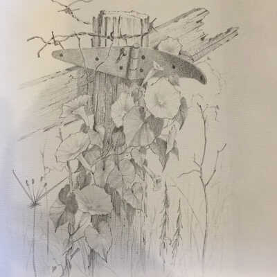 Drawing: “Morning-glory” by Woodrow Foster