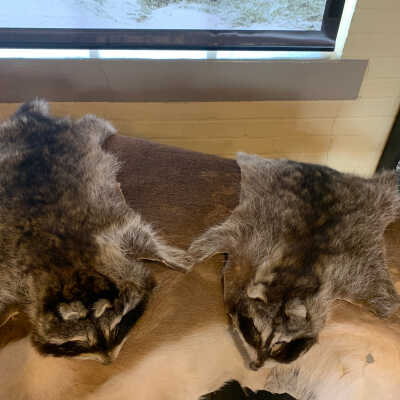 Raccoon Hides