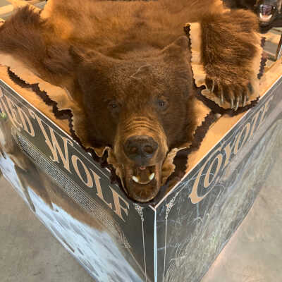 Brown Bear Rug