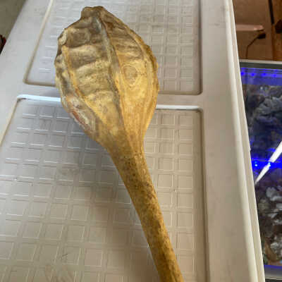 Gourd