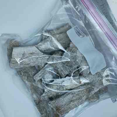 Historic Horse Bones